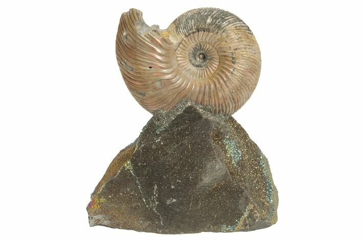 Iridescent, Pyritized Ammonite (Quenstedticeras) Fossil Display #207122